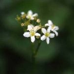 剣岳の花-イワイチョウ