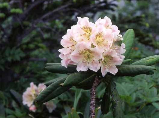 剣岳の花-ハクサンシャクナゲ