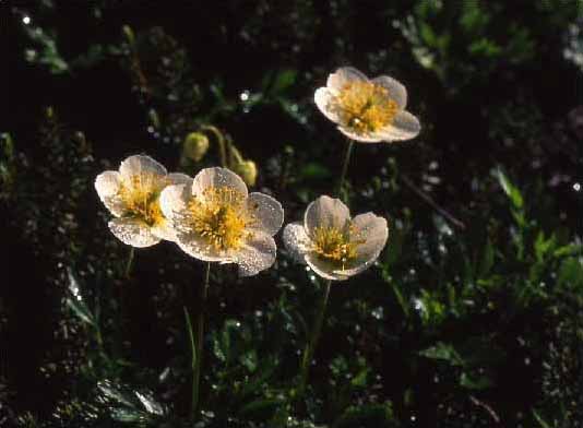 剣岳の花-チングルマ