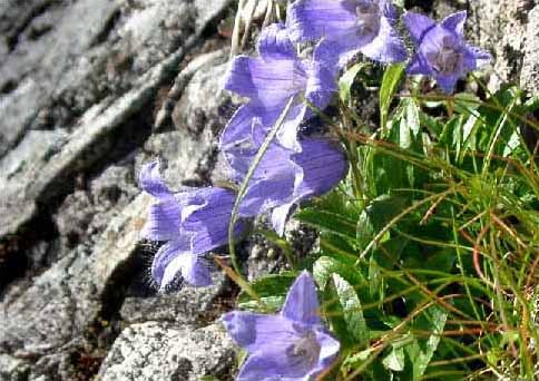 剣岳の花-チシマギキョウ