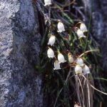 剣岳の花-イワヒゲ