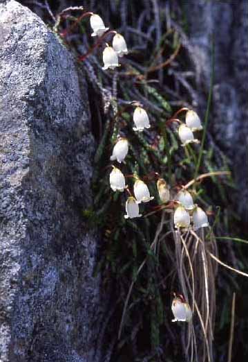剣岳の花-イワヒゲ