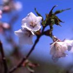 剣岳の花-ミネザクラ（タカネザクラ）