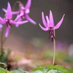 剣岳の花-カタクリ